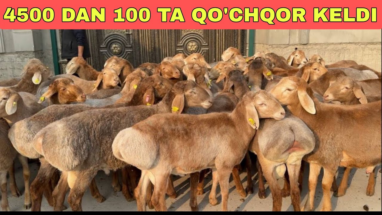 100 / BOSH TALAS YANGI PARTIYA QO’CHQORLARI KELDI 4500 DAN 