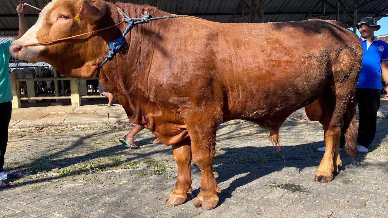 SAPI JUMBO PAK HAJI YANTO - YouTube