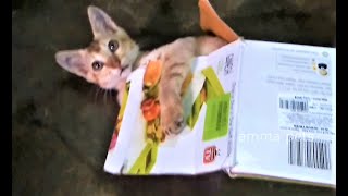 Cute kittens playing with box , cat inside box #ammapets by amma pets 75 views 3 years ago 1 minute, 59 seconds