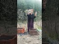 फूल की पनीरी डाल रहीं हूं #youtube #gardening #shorts
