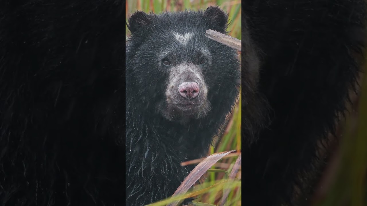 Oso Andino en la Lluvia!