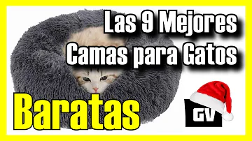 ¿Cuál es la mejor cama para gatitos?