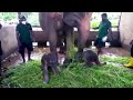 Rare twin baby elephants born in Sri Lanka