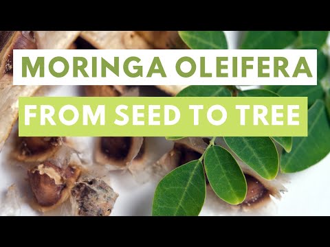 Moringa oleifera from seed to tree