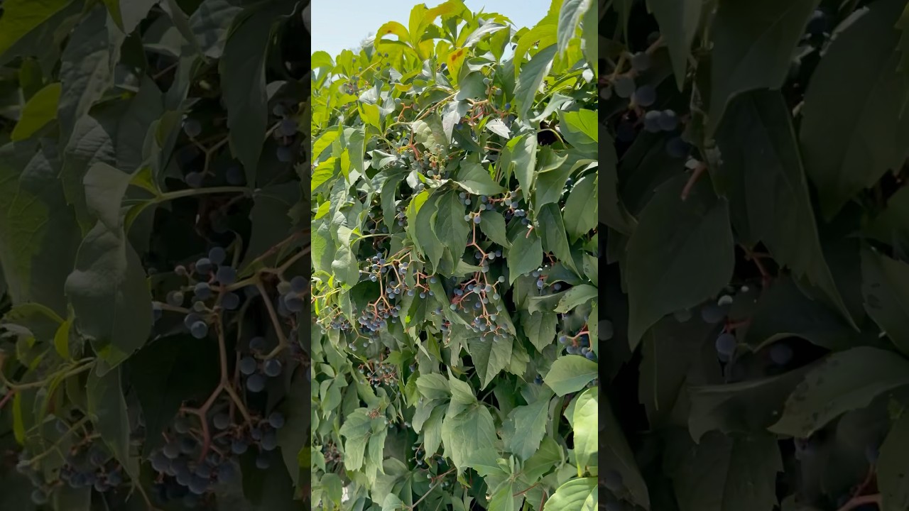 Урожай в Турции 🫐🍊🥝 | Что за фрукты растут, кто знает ?