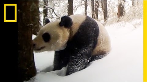 This Captive-Born Panda Just Made a Breakthrough in the Wild | National Geographic