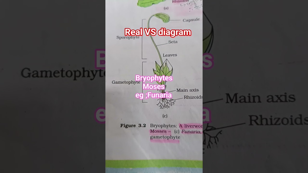 Bryophytes,mosses, example Funaria real images 🔜🔜🔜🔜