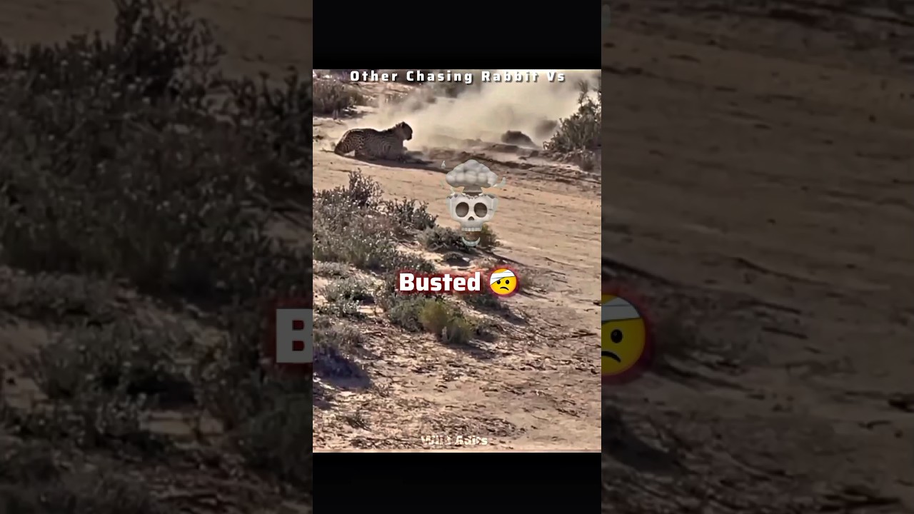 Rabbit Chase ❌ Cheetah ✅ 