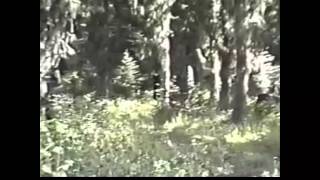Paul Freeman Video with ultra high stabilization
