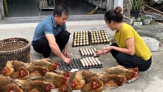 Harvest eggs and chickens at the farm to sell, care for wild boars and wean piglets