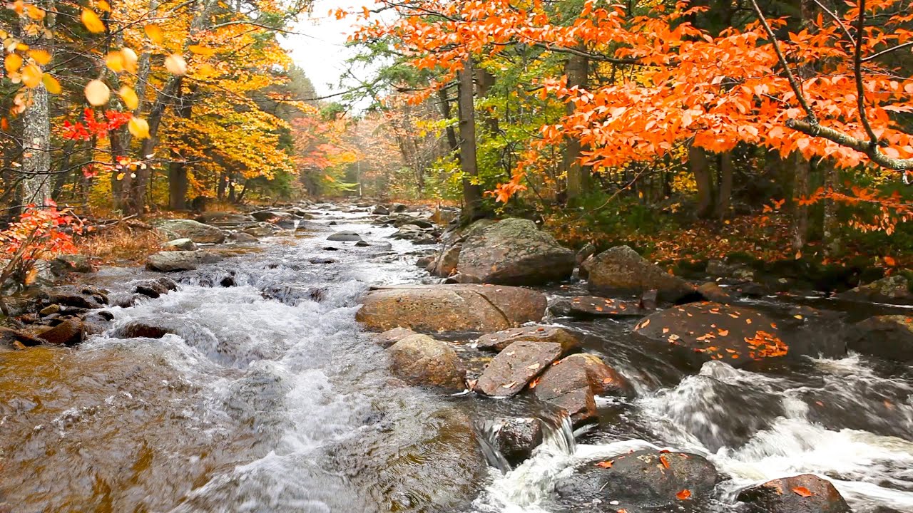 4K Autumn Forest River Sound | Pure Flowing Water, No Birds | White Noise for Sleep & Stress Relief.