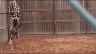Newborn Giraffe Stands Up