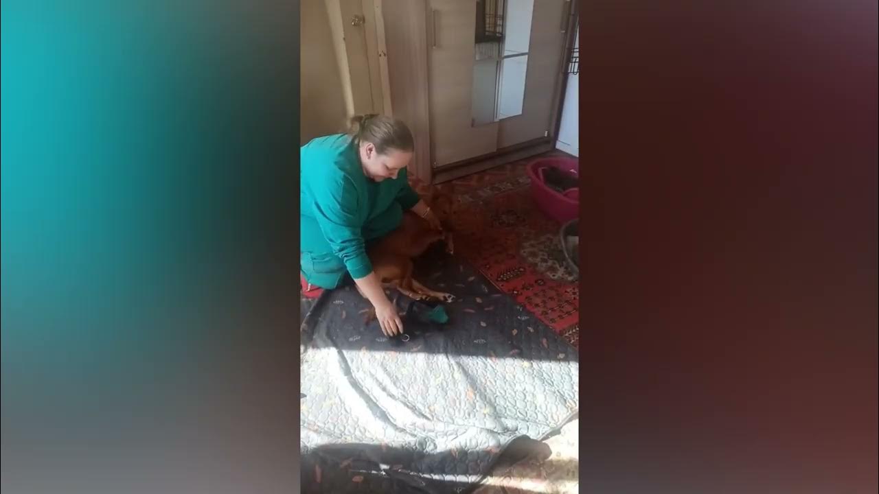 Сочинение про дом. Тема недели дом в котором я живу. Японка комуто херовато. Задача про 5 домов. Догадайся кто в каком домике живет проведи стрелки.