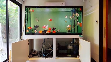 ปอง เย็นอากาศ - O4FS ตู้รวมปลาทอง & ปลาเทวดาอัลตัม + ปรับปรุงระบบกรอง Set 1