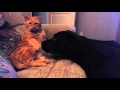 Кот и лабрадор веселятся. Labrador and cat