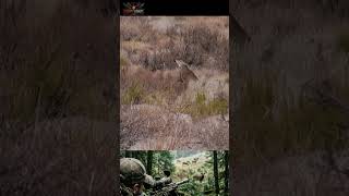 Long Range Deer Hunting: Scope Perspective #hunting #shorts