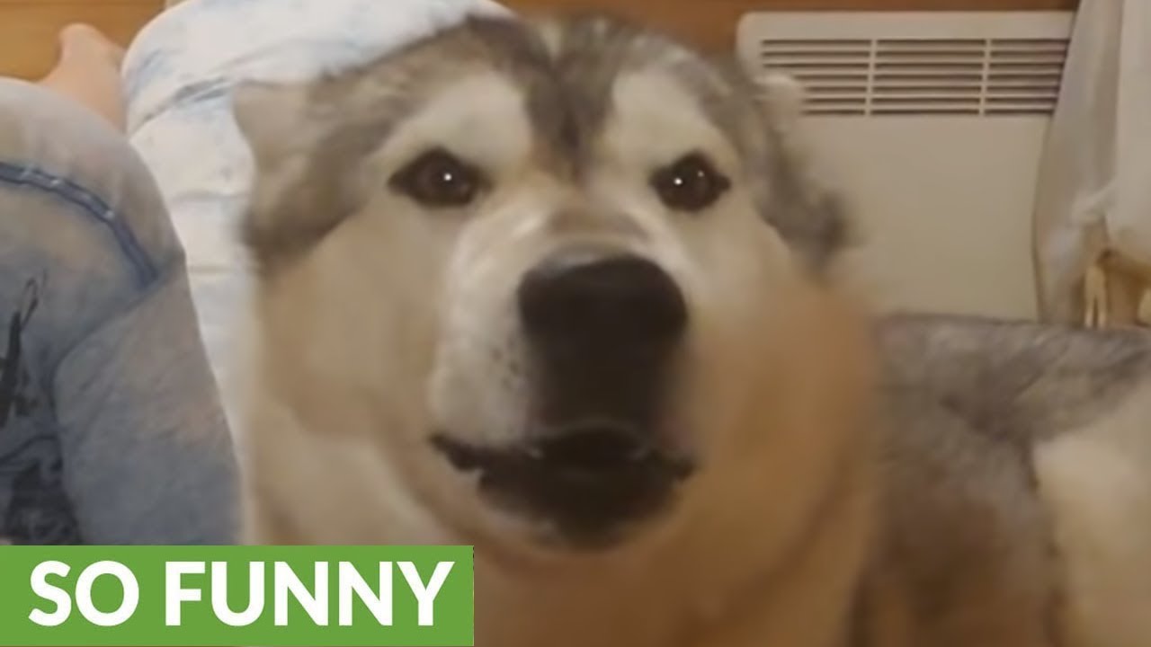 Baby entertained by howling husky concert - YouTube
