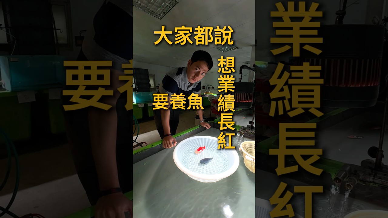 生意人必看！！#生意 #風水 #蘭壽 #金魚 #珠寶水族 縮圖