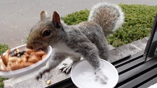 Squirrel runs away with my bowl by Squirrels at the window 18,049 views 2 weeks ago 4 minutes, 18 seconds