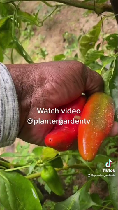 Harvesting  Italian sweet peppers