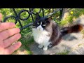 Cute long-haired cat is waiting for food and love