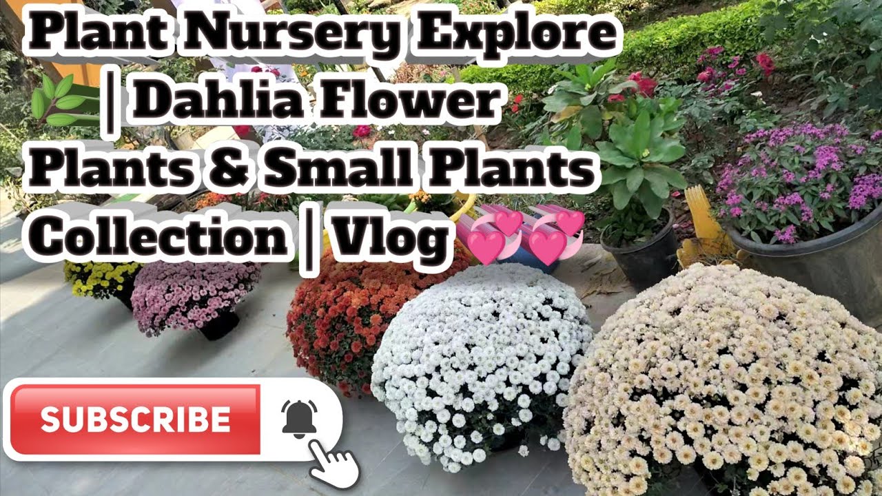 Plant Nursery Explore 🌿 | Dahlia Flower Plants & Small Plants Collection | Vlog 💞💞