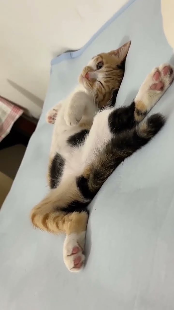 Très mignon petit chaton orange