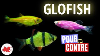 GloFish Faut-il les INTERDIRE ?