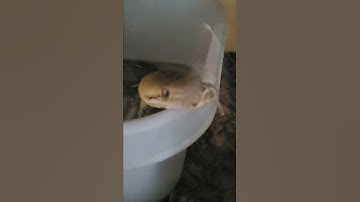 my biggest snake reticulated python tiger hoping it