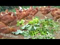 Alimentando as  galinhas Isa Brown