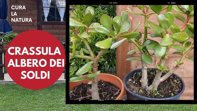 Albero di giada (Crassula ovata): usa questo fertilizzante naturale per  renderla super rigogliosa