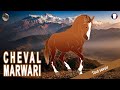 Cheval marwari un cheval considr comme lun des plus beaux du monde races de chevaux