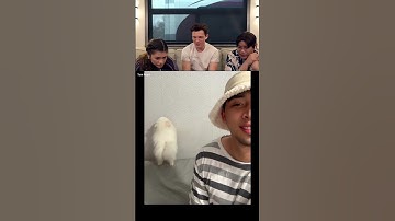 Tom Holland React Try To Not Laugh Challenge Part 81 #tomholland #spidermanchallenge #trytonotlaugh