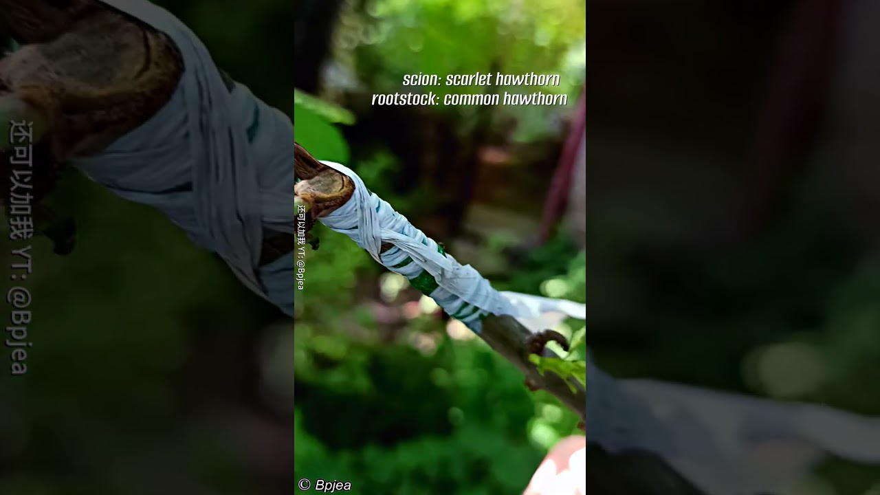 Successful grafting of a scarlet hawthorn on a common hawthorn  