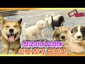 [TV 동물농장 레전드] ‘장군이네 오남매 친부 찾기’ 풀버전 다시보기 I TV동물농장 (Animal Farm) | SBS Story