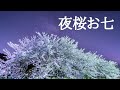 【男が歌う】夜桜お七 / 坂本冬美