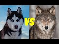 Husky VS Wolf - Whats the Difference Between a Husky and Wolf