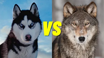 Is a husky part wolf?