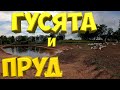 Гусята на пруду . [Жизнь в деревне]