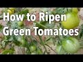 How to Ripen Green Tomatoes