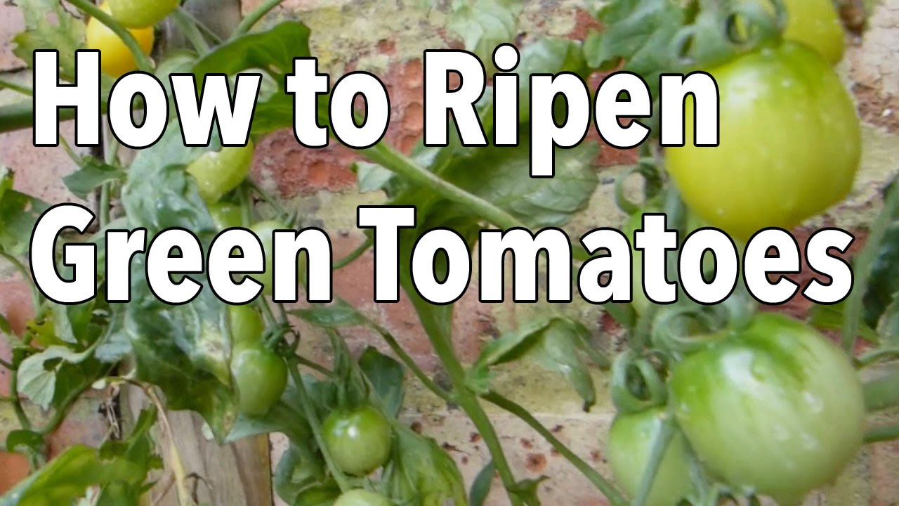 How To Ripen Green Tomatoes