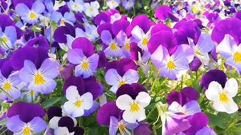 تلاوة رائعة للقارئ هشام الهراز جزء (عم) كامل