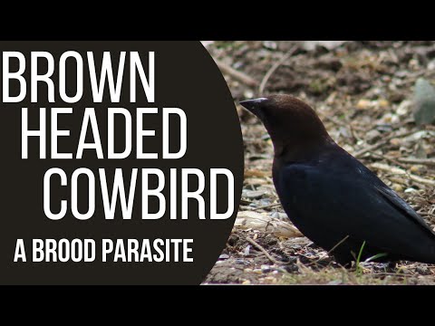 Video: Var bor brunhövdade kofåglar?