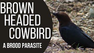 Brown Headed Cowbirds - A Brood Parasite