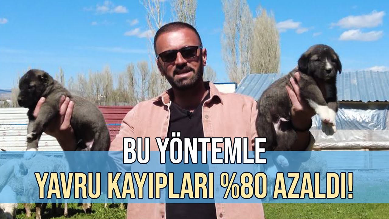 Bu Yöntemle Yavru Kayıpları YÜZDE 80 AZALDI!
