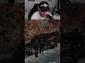 C’est intenable 🤣 #humour #enfants #zoo #lspd #gtarp