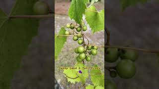 A Little Self-Reliance: Muscadine Grapes