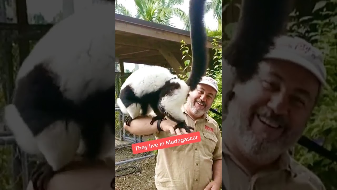 Black and White Rough Lemurs are so amazing 