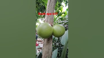 buah Maja( Majapahit)#viral#shorts