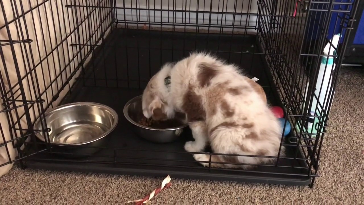 How to Crate Training a Australian Shepherd Puppy (Day 2) YouTube